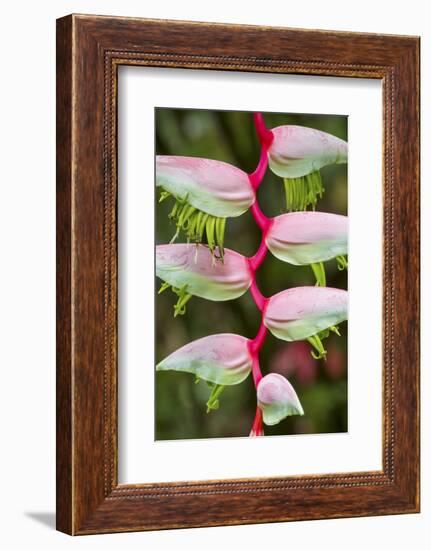 Heliconia Flower-Ken Archer-Framed Photographic Print