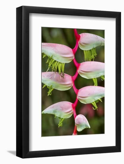 Heliconia Flower-Ken Archer-Framed Photographic Print