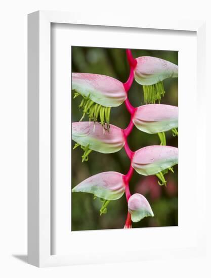 Heliconia Flower-Ken Archer-Framed Photographic Print