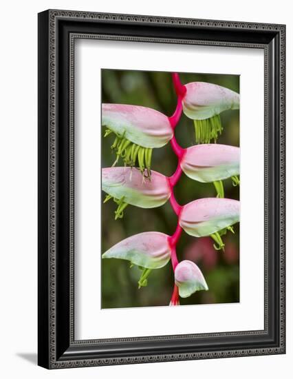 Heliconia Flower-Ken Archer-Framed Photographic Print