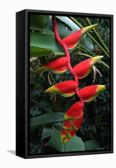 Heliconia Flowering Plant, Jamaica, West Indies, Caribbean, Central America-Ethel Davies-Framed Premier Image Canvas