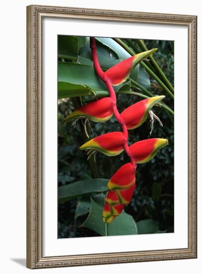 Heliconia Flowering Plant, Jamaica, West Indies, Caribbean, Central America-Ethel Davies-Framed Photographic Print