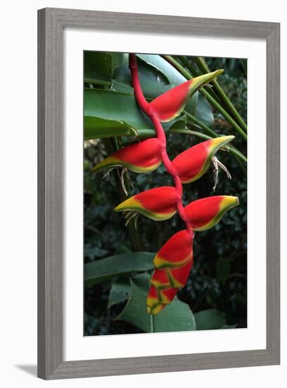 Heliconia Flowering Plant, Jamaica, West Indies, Caribbean, Central America-Ethel Davies-Framed Photographic Print