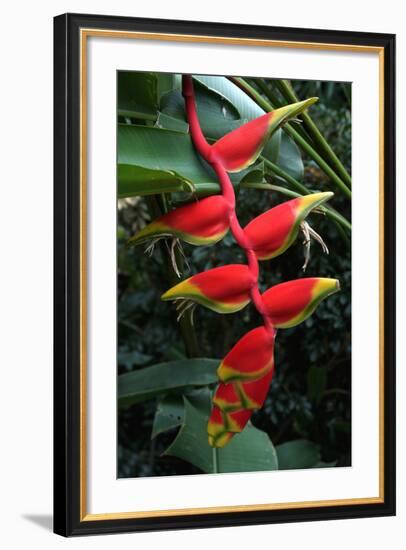 Heliconia Flowering Plant, Jamaica, West Indies, Caribbean, Central America-Ethel Davies-Framed Photographic Print