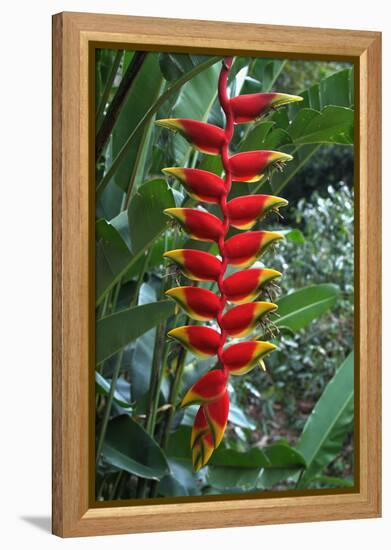 Heliconia Flowering Plant, Jamaica, West Indies, Caribbean, Central America-Ethel Davies-Framed Premier Image Canvas