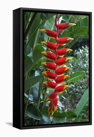 Heliconia Flowering Plant, Jamaica, West Indies, Caribbean, Central America-Ethel Davies-Framed Premier Image Canvas