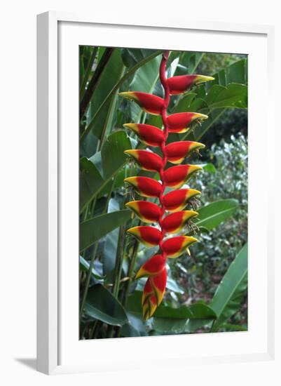 Heliconia Flowering Plant, Jamaica, West Indies, Caribbean, Central America-Ethel Davies-Framed Photographic Print