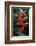 Heliconia Flowering Plant, Jamaica, West Indies, Caribbean, Central America-Ethel Davies-Framed Photographic Print