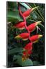 Heliconia Flowering Plant, Jamaica, West Indies, Caribbean, Central America-Ethel Davies-Mounted Photographic Print