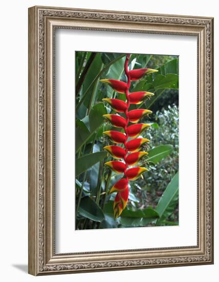 Heliconia Flowering Plant, Jamaica, West Indies, Caribbean, Central America-Ethel Davies-Framed Photographic Print