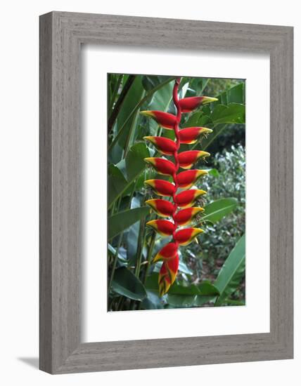 Heliconia Flowering Plant, Jamaica, West Indies, Caribbean, Central America-Ethel Davies-Framed Photographic Print