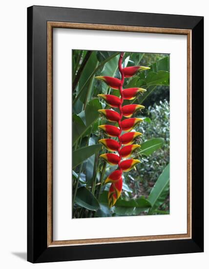 Heliconia Flowering Plant, Jamaica, West Indies, Caribbean, Central America-Ethel Davies-Framed Photographic Print