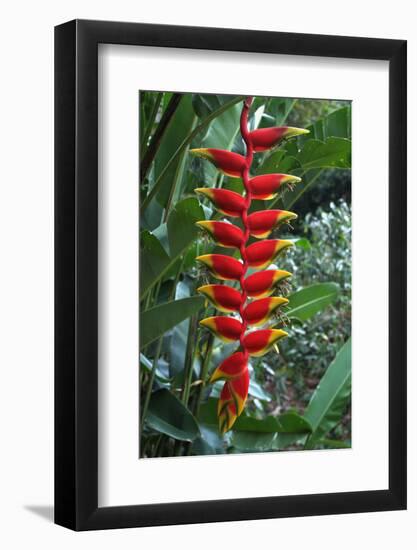 Heliconia Flowering Plant, Jamaica, West Indies, Caribbean, Central America-Ethel Davies-Framed Photographic Print