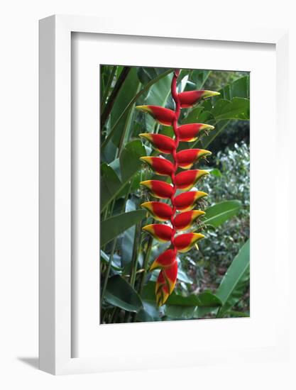 Heliconia Flowering Plant, Jamaica, West Indies, Caribbean, Central America-Ethel Davies-Framed Photographic Print