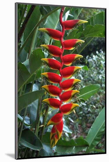 Heliconia Flowering Plant, Jamaica, West Indies, Caribbean, Central America-Ethel Davies-Mounted Photographic Print