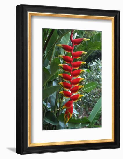 Heliconia Flowering Plant, Jamaica, West Indies, Caribbean, Central America-Ethel Davies-Framed Photographic Print