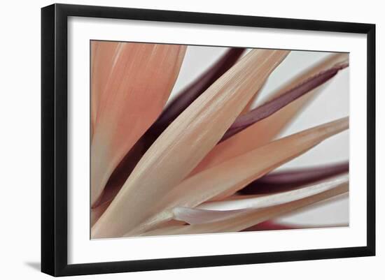 Heliconia Harmony-Assaf Frank-Framed Giclee Print