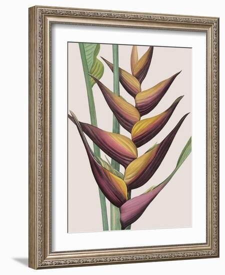 Heliconia Humilis-Pierre Joseph Redoute-Framed Giclee Print