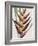 Heliconia Humilis-Pierre Joseph Redoute-Framed Giclee Print