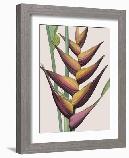 Heliconia Humilis-Pierre Joseph Redoute-Framed Giclee Print