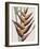 Heliconia Humilis-Pierre Joseph Redoute-Framed Giclee Print