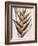 Heliconia Humilis-Pierre Joseph Redoute-Framed Giclee Print