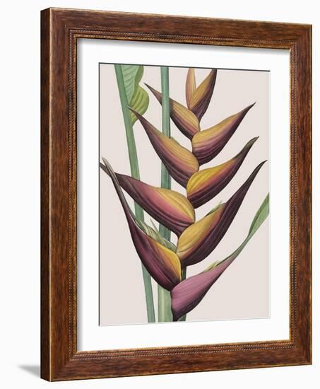 Heliconia Humilis-Pierre Joseph Redoute-Framed Giclee Print