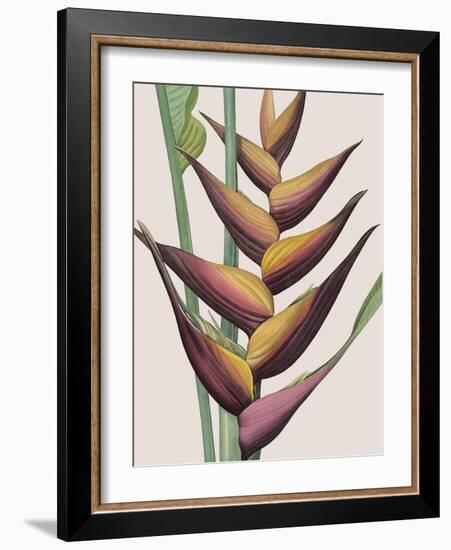 Heliconia Humilis-Pierre Joseph Redoute-Framed Giclee Print