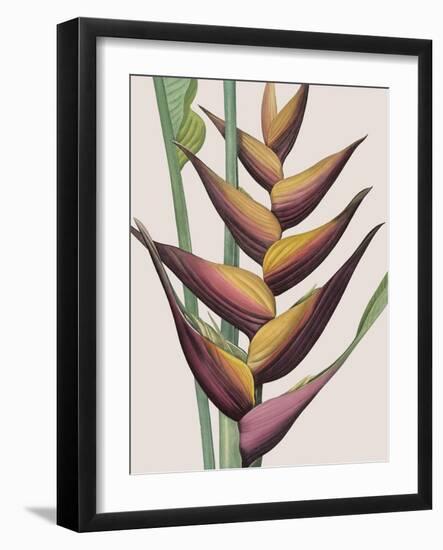 Heliconia Humilis-Pierre Joseph Redoute-Framed Giclee Print