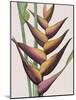 Heliconia Humilis-Pierre Joseph Redoute-Mounted Giclee Print