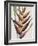 Heliconia Humilis-Pierre Joseph Redoute-Framed Giclee Print