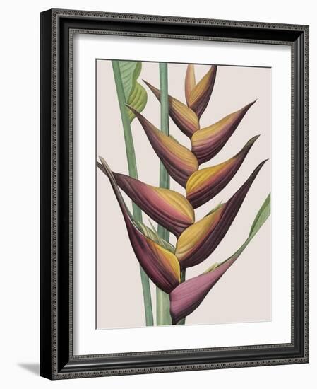 Heliconia Humilis-Pierre Joseph Redoute-Framed Giclee Print