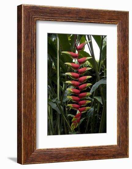 Heliconia plant-Natalie Tepper-Framed Photo