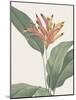 Heliconia Psitaccorum - Focus-Pierre Joseph Redoute-Mounted Giclee Print