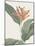 Heliconia Psitaccorum - Focus-Pierre Joseph Redoute-Mounted Giclee Print