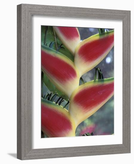 Heliconia, South America-Gavriel Jecan-Framed Photographic Print