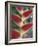 Heliconia, South America-Gavriel Jecan-Framed Photographic Print