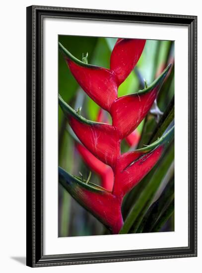 Heliconia Stricta Huber Flower. Costa Rica. Central America-Tom Norring-Framed Photographic Print