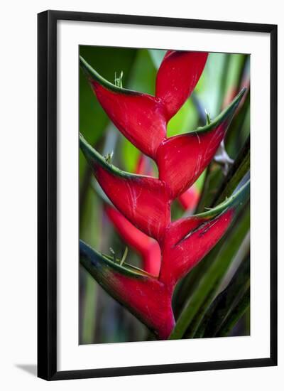 Heliconia Stricta Huber Flower. Costa Rica. Central America-Tom Norring-Framed Photographic Print