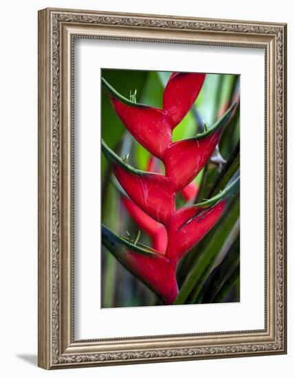 Heliconia Stricta Huber Flower. Costa Rica. Central America-Tom Norring-Framed Photographic Print