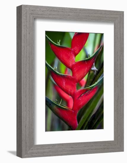 Heliconia Stricta Huber Flower. Costa Rica. Central America-Tom Norring-Framed Photographic Print