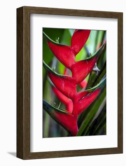 Heliconia Stricta Huber Flower. Costa Rica. Central America-Tom Norring-Framed Photographic Print