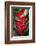 Heliconia Stricta Huber Flower. Costa Rica. Central America-Tom Norring-Framed Photographic Print