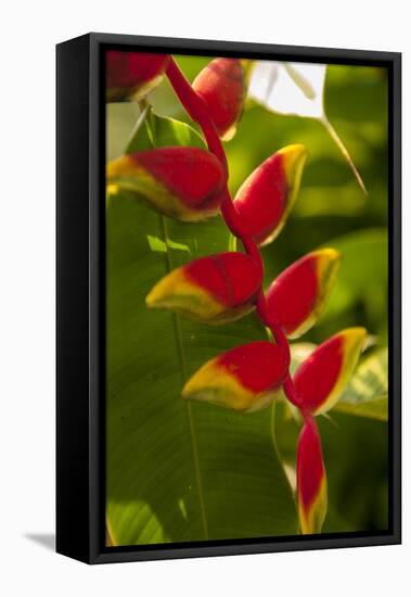 Heliconia Tropical Flowers, Roatan, Honduras-Lisa S. Engelbrecht-Framed Premier Image Canvas