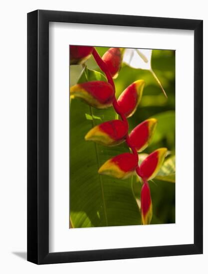 Heliconia Tropical Flowers, Roatan, Honduras-Lisa S. Engelbrecht-Framed Photographic Print