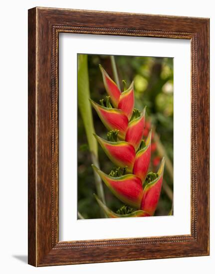 Heliconia Tropical Flowers, Roatan, Honduras-Lisa S. Engelbrecht-Framed Photographic Print