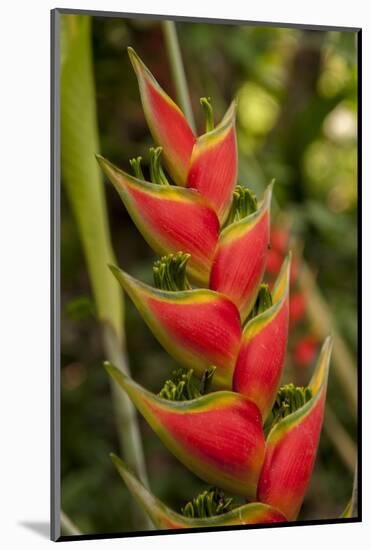 Heliconia Tropical Flowers, Roatan, Honduras-Lisa S. Engelbrecht-Mounted Photographic Print