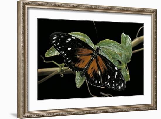 Heliconius Atthis Male X Heliconius Hecale Female (Longwing Butterfly)-Paul Starosta-Framed Photographic Print