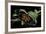 Heliconius Atthis Male X Heliconius Hecale Female (Longwing Butterfly)-Paul Starosta-Framed Photographic Print