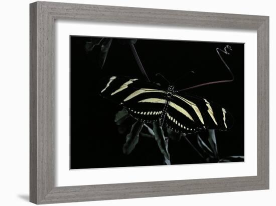 Heliconius Charithonia (Zebra Longwing)-Paul Starosta-Framed Photographic Print